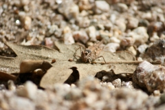 2023.27.-28.-Parque-Natural-de-Montesinho-6-of-12