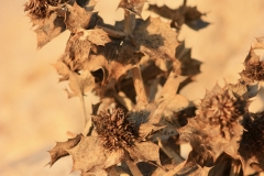 2023.10.4.-Batalha-5-of-12