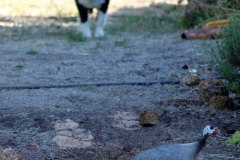 Lilly and a Guineafowl