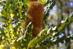 Native Nut (at blossom) - Barrabup Pool