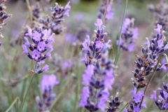 Lavendar - Nannup