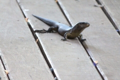 Skink (Lizard)