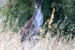 Grey Kangaroo