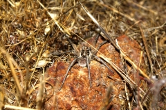Wolf Spider
