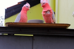 Galahs (also known as rose-breasted cockatoo)
