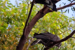 Black Cockatoos (Rain Birds)