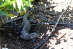 Iguana (searching for eggs)