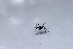 redback