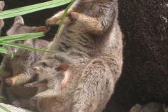 Rock Wallaby - Magnetic Island