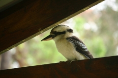 Kookaburra - Southern Rocks