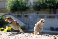 2018.08.18.-19. Ljubljana - 069