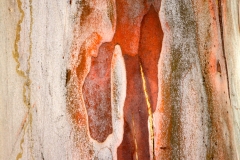 Tree Bark