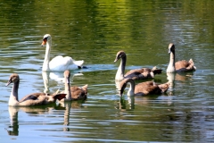 2018.08.21.-22. Otocec, Pleterje Kloster, Camping - 10