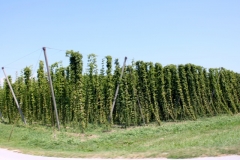 2018.08.22.-24. Prebold : Zalec - 28