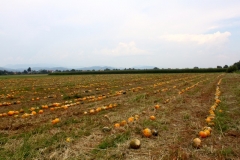 2018.08.22.-24. Prebold : Zalec - 52