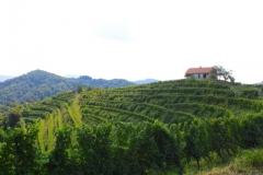 2018.08.23. Ptuj & Umgebung - 10