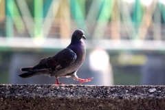 2018.08.23. Ptuj & Umgebung - 35