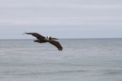 Pelican